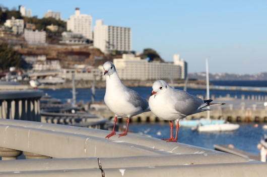 熱海週末旅 熱海桜_c0141025_17590046.jpg
