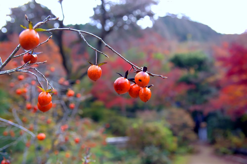 来ぬ人を松帆の浦の夕なぎに　焼くや藻塩の身もこがれつつ 落柿舎・常寂光寺(アーカイブス）_e0223031_12792.jpg