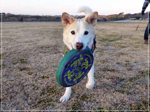 週末あれこれ&北本水辺プラザ公園_d0140133_11383650.jpg