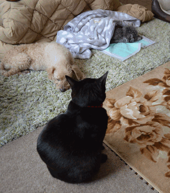 c0136736_15555126.gif