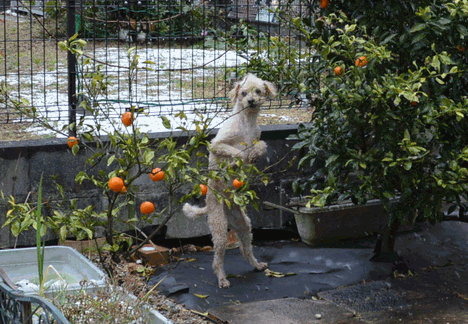 c0136736_15562284.gif