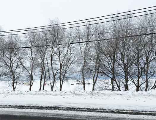 【北の雪原 霧氷がつくる冬の花】_b0250738_06210617.jpg