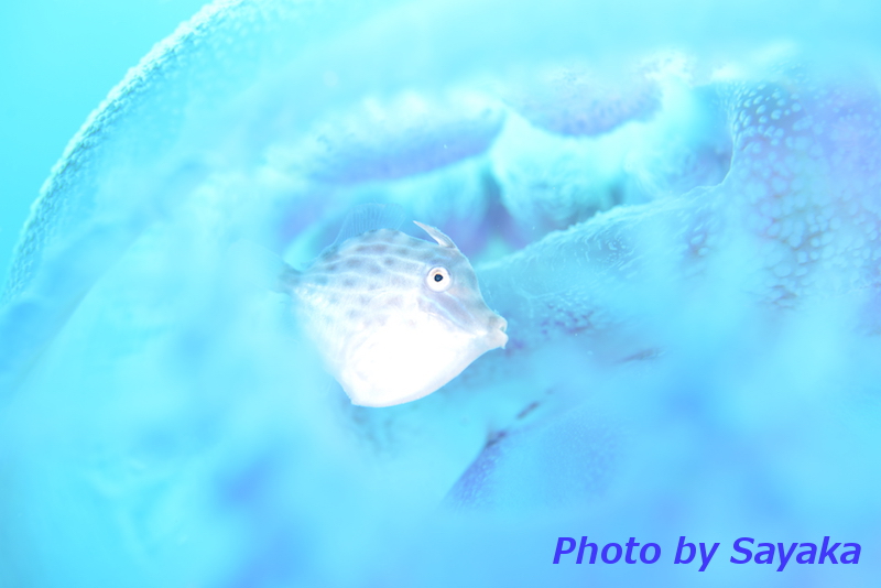 a0150039_1741293.jpg