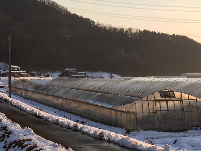 雪害の被害状況確認_f0342542_11035029.jpg