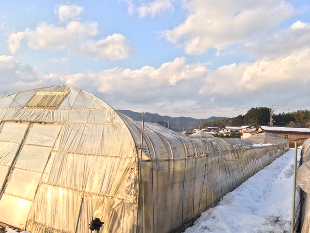 雪害の被害状況確認_f0342542_11040392.jpg