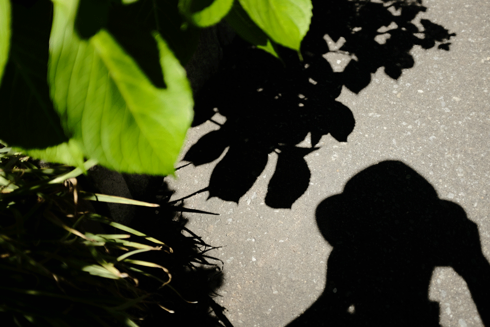 c0162846_12102948.gif