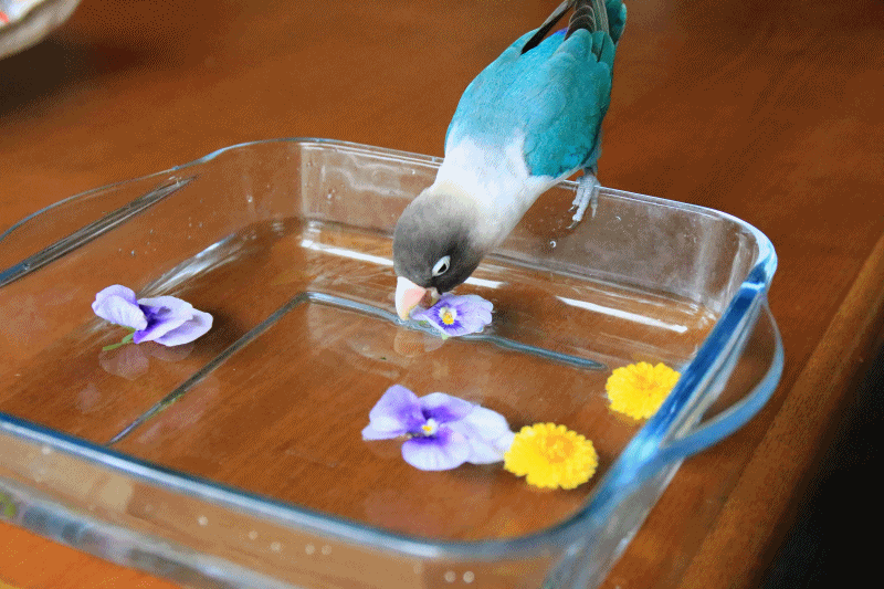 c0145250_09352455.gif