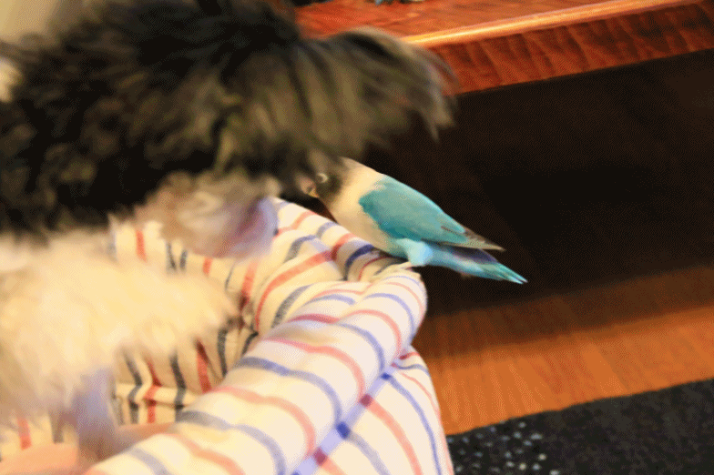 c0145250_09503317.gif