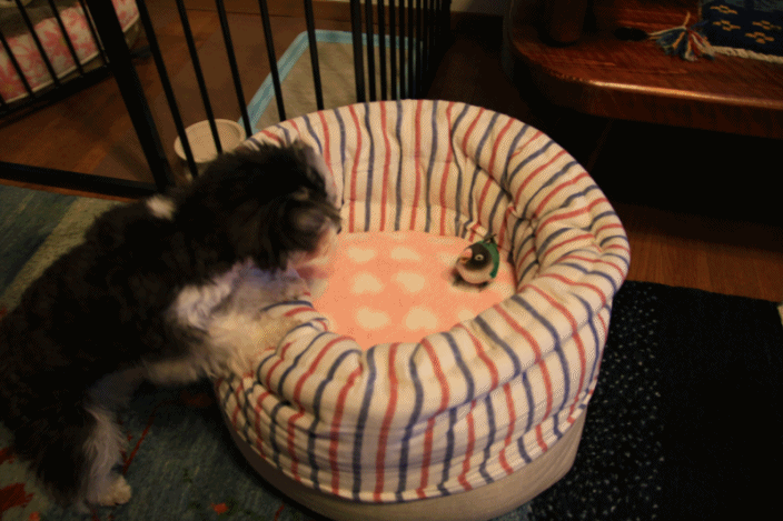 c0145250_09504077.gif