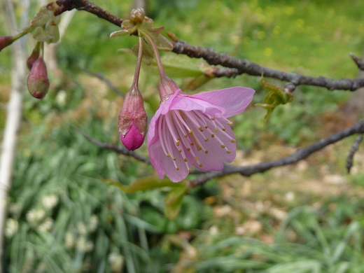 舘山寺桜_e0303653_9314348.jpg