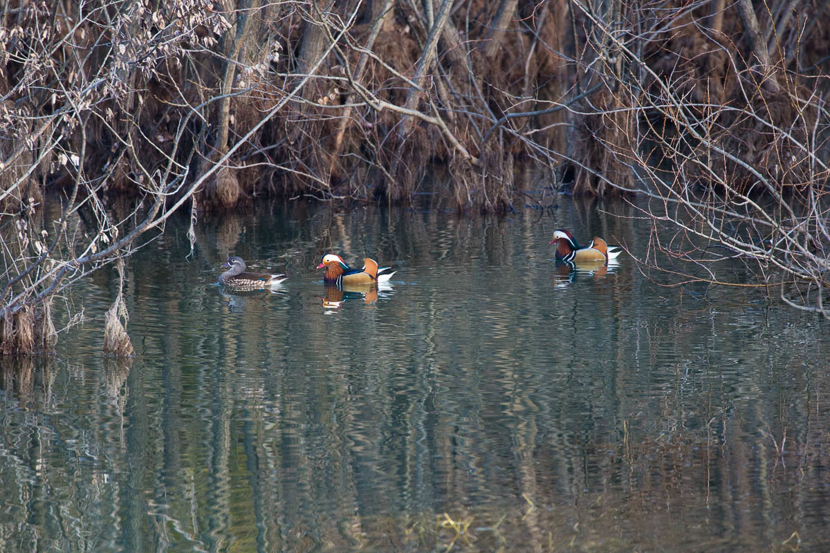 水辺の野鳥　016_f0371554_19522069.jpg