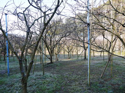 太秋柿 剪定前の冬の様子_a0254656_16485413.jpg