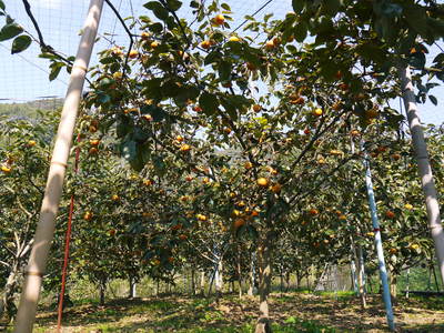太秋柿 剪定前の冬の様子_a0254656_16535491.jpg