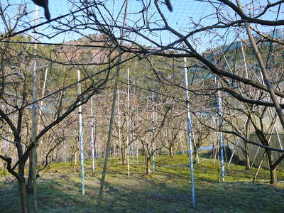 太秋柿 剪定前の冬の様子_a0254656_1771158.jpg