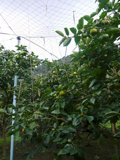 太秋柿 剪定前の冬の様子_a0254656_1805925.jpg