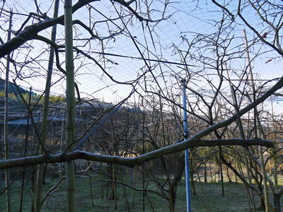 太秋柿 剪定前の冬の様子_a0254656_1823474.jpg