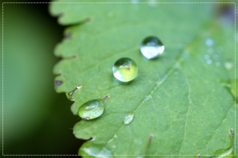 雨上がりの桜庭_d0102968_08535958.jpg