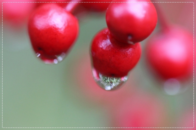 雨上がりの桜庭_d0102968_08542341.jpg