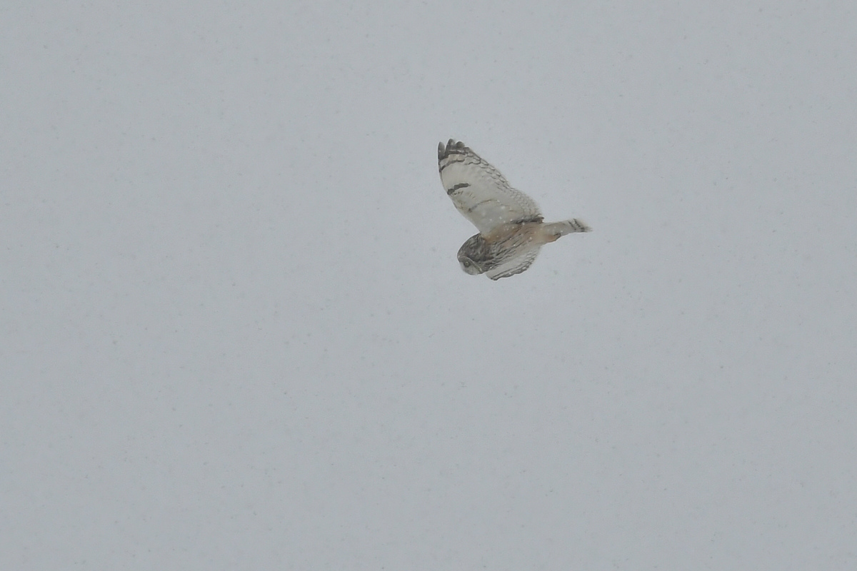 雪の降る中 コミミズク飛翔_f0053272_16434204.jpg