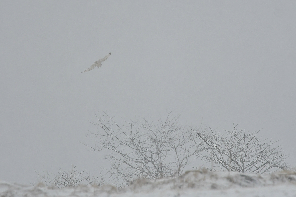 雪の降る中 コミミズク飛翔_f0053272_16435745.jpg