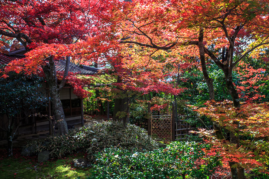 紅葉2016！　～妙心寺塔頭　大法院～_b0128581_20232154.jpg