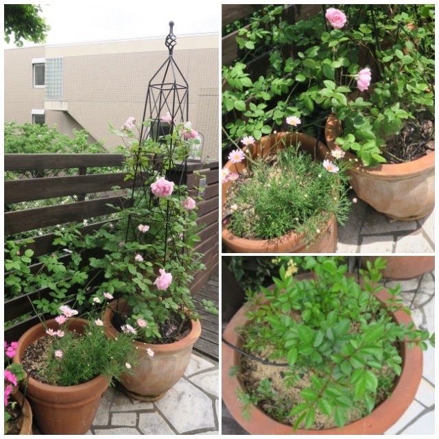 鉢植えのバラ er マルチングの成果について 恋子のガーデニング日記 鉢植えのバラ er マルチングの成果について 恋子のガーデニング日記