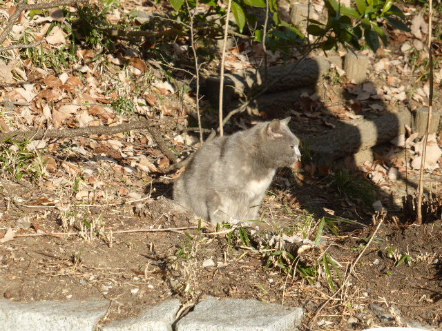 福まるの兄弟にゃんこ_f0363998_19442410.jpg