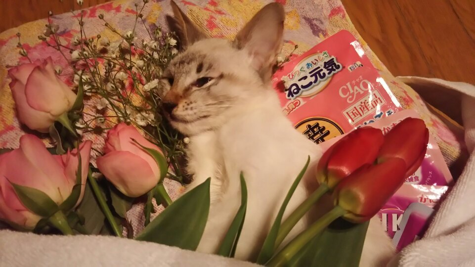 ミラコちゃんのこと 助けることが出来ませんでした・・・_f0242002_21140949.jpg