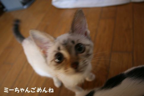 ミラコちゃんのこと　助けることが出来ませんでした・・・_f0242002_21504311.jpg