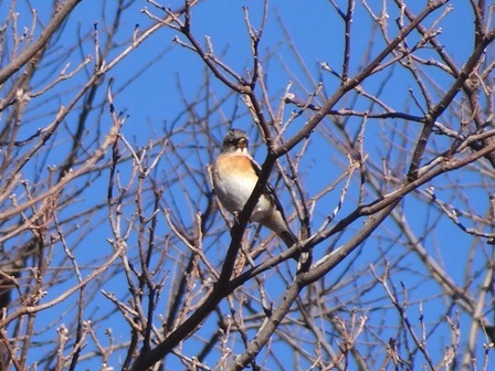 すみれば探検隊「鳥たちとあそぼう」_b0049307_17143002.jpg