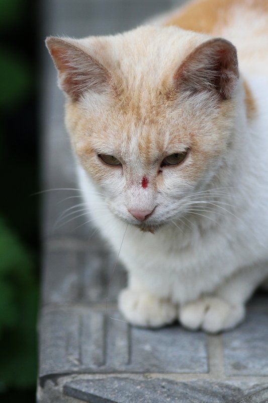 猫溜まりにユッキーが。。。後編_a0190211_07221244.jpg