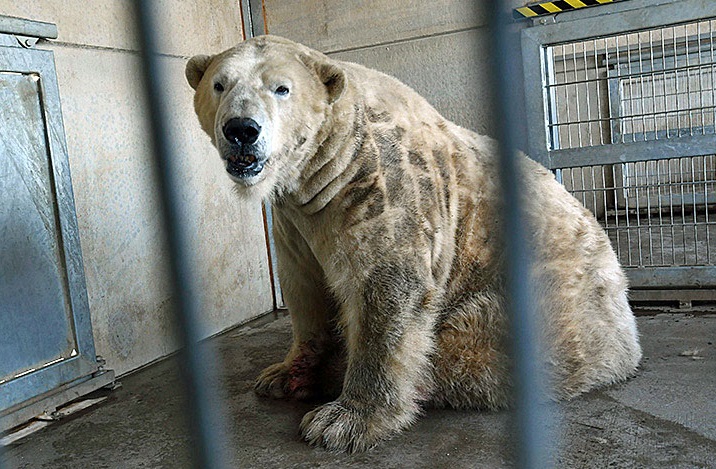 イギリス ヨークシャー野生動物公園のヴィクトルの健康診断が実施される 優れた紹介映像 Polarbearology Conjectaneum イギリス ヨークシャー野生動物公園のヴィクトルの健康診断が実施される 優れた紹介映像 Polarbearology Conjectaneum