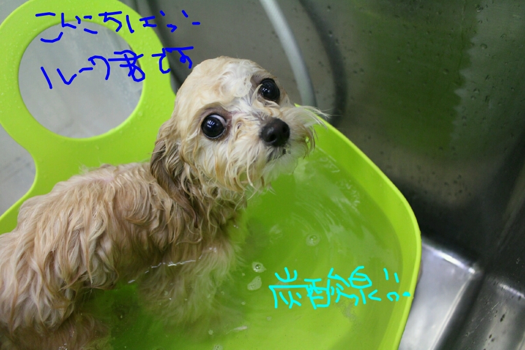 寒がり_b0130018_19395219.jpg