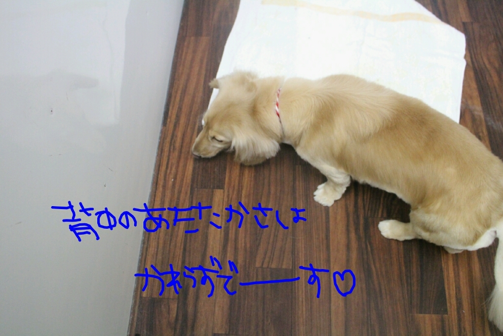 寒がり_b0130018_20042527.jpg