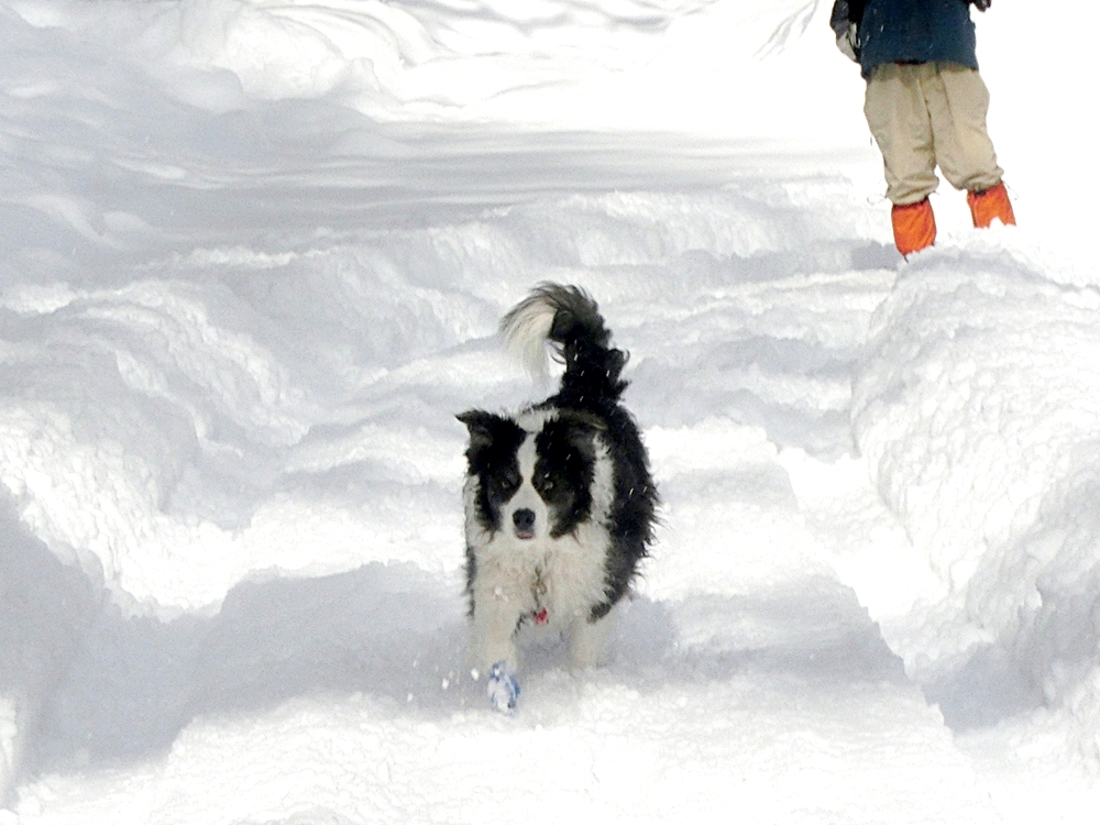 Snow Trekking in Minakami   みなかみスノートレッキング_b0279527_13004233.jpg