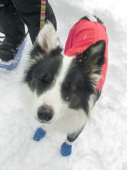 Snow Trekking in Minakami   みなかみスノートレッキング_b0279527_13005186.jpg