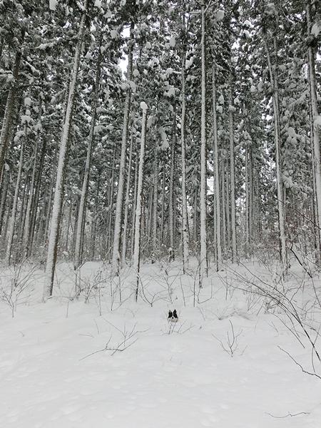 Snow Trekking in Minakami   みなかみスノートレッキング_b0279527_13320704.jpg