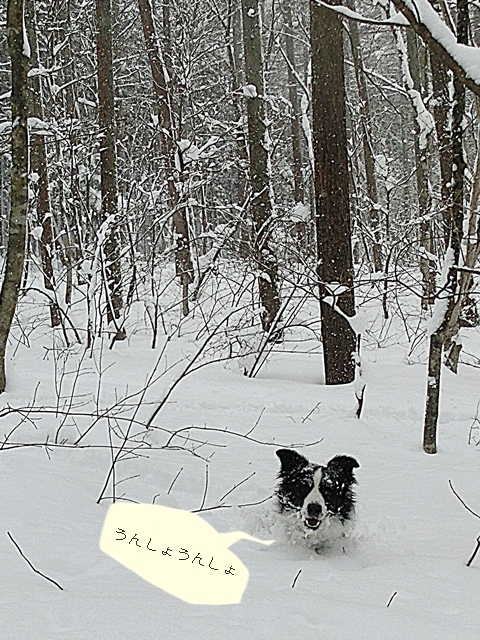 Snow Trekking in Minakami   みなかみスノートレッキング_b0279527_13341572.jpg