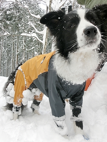 Snow Trekking in Minakami   みなかみスノートレッキング_b0279527_13420447.jpg