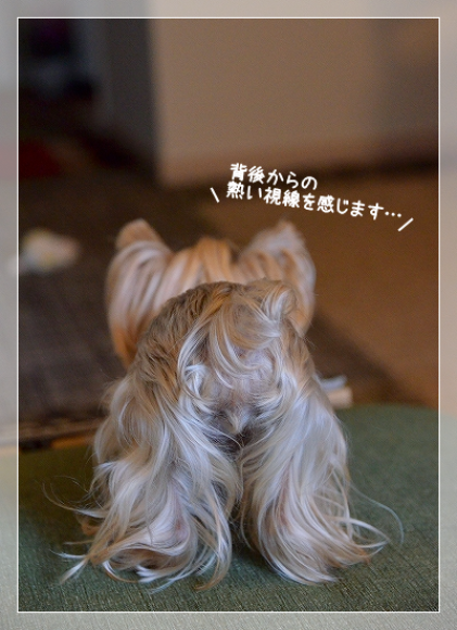 d0179828_08111464.png