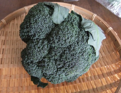 美味しいブロッコリーの見分け方 家庭菜園日記 すろーらいふ 茅ケ崎のはまちゃん 野菜つくり