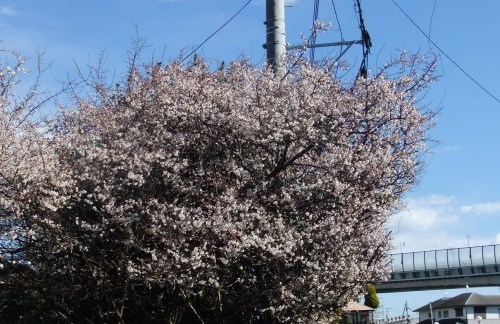 美味しいブロッコリーの見分け方_b0137932_14234823.jpg