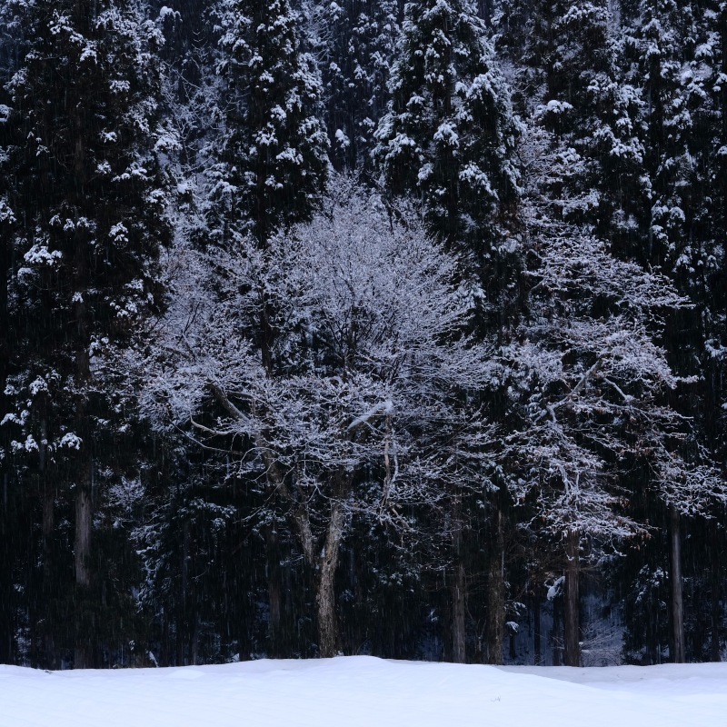 新雪の朝　秋田　by FUJIFILM X-Pro2_f0050534_07285354.jpg