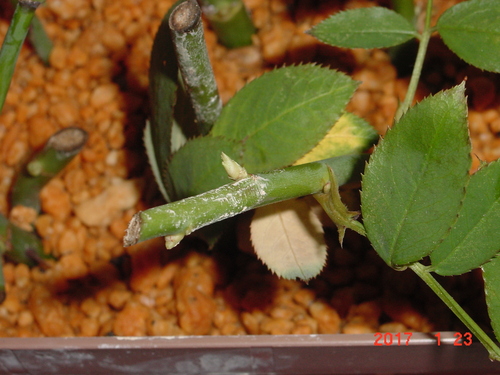 バラの冬挿し木 経過 ２ Takaのマンションガーデニング