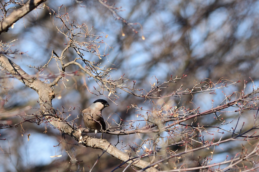 ウソと水場の鳥　01月22日－２_e0362140_19394556.jpg