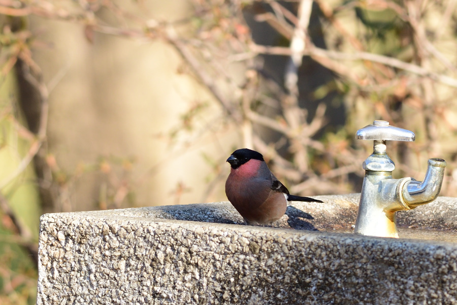 ウソと水場の鳥　01月22日－２_e0362140_19413316.jpg