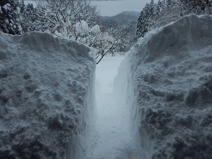 久多の積雪120センチ超 : きょうも久多日和 京都市最北の山里から