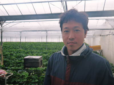 熊本イチゴ『さがほのか』 2番花の果実の収穫最盛期!安心・安全な朝採りイチゴお届けします!_a0254656_17274657.jpg
