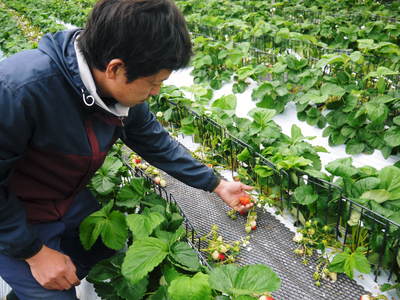 熊本イチゴ『さがほのか』 2番花の果実の収穫最盛期!安心・安全な朝採りイチゴお届けします!_a0254656_17455716.jpg