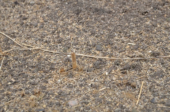 f0186462_20512089.jpg
